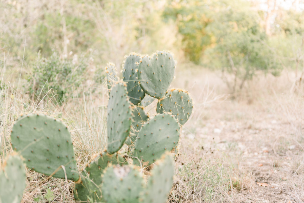 Utopia, Tx Landscape | Texas Cactus | Texas Desert | Utopia, Tx Mountains | Tx mountains